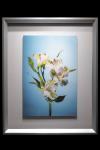 White Alstromeria Framed