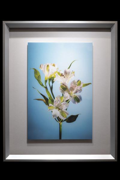 White Alstromeria Framed picture