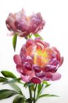 Pink Peony Duo Vertical