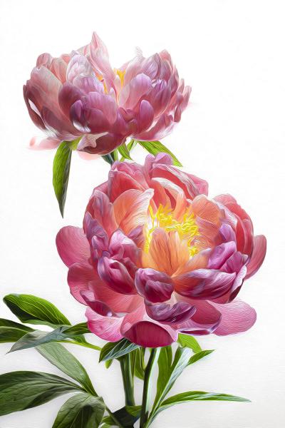 Pink Peony Duo Vertical picture