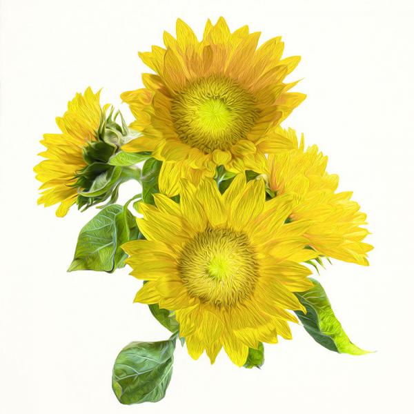 Sunflower Quartet picture