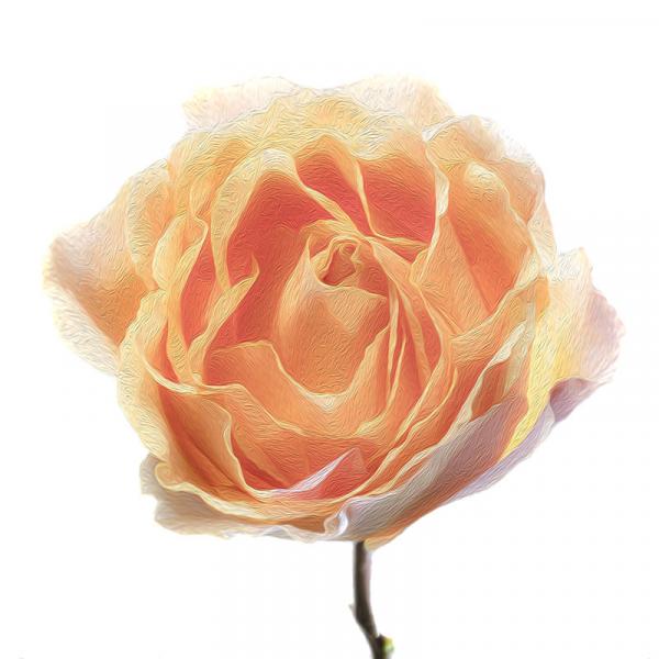 Peach Rose picture