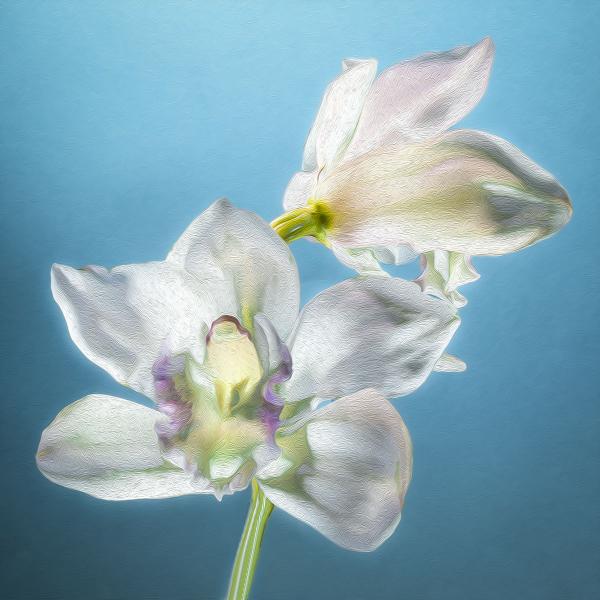 White Cymbidium Orchid Duo