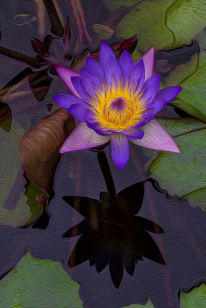 Panama Pacific Water Lily picture