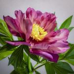 Julia Rose Peony