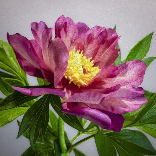 Julia Rose Peony picture