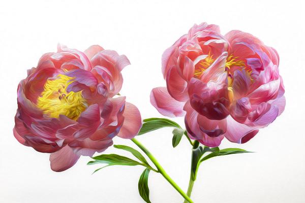 Pink Peony Duo Horizontal