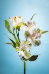 White Alstromeria