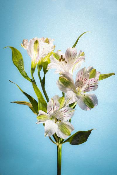 White Alstromeria picture