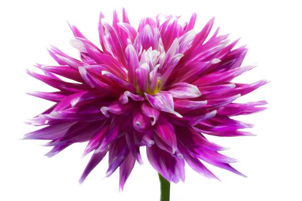 A. C. Darkhorse Dahlia