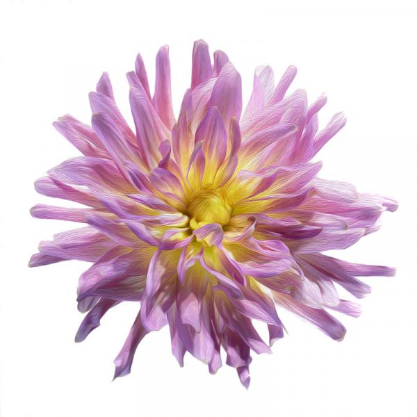 Camano Messenger Dahlia picture