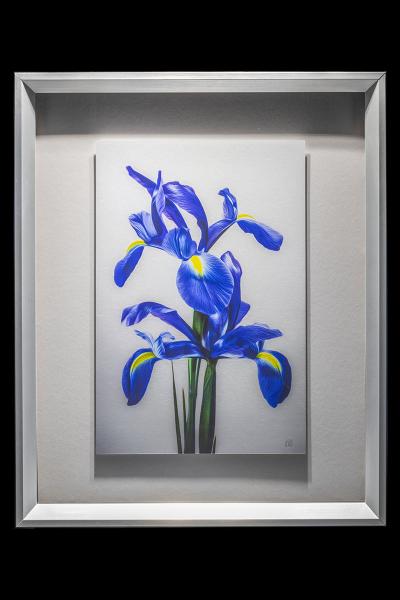 Purple Iris Duo Vertical picture