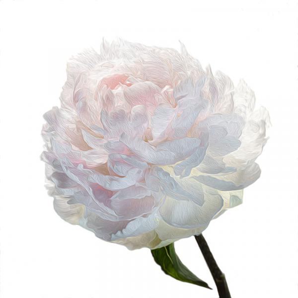 Blush Peony