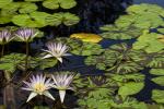 White Waterlilies