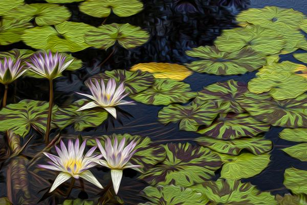 White Waterlilies picture