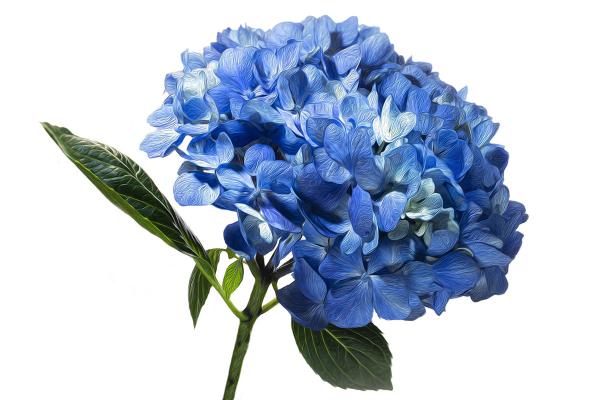 Blue Hydrangea picture