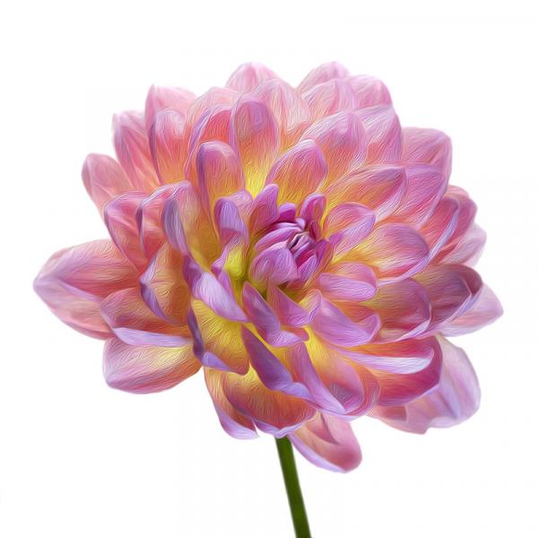 Wildwood Marie Dahlia picture