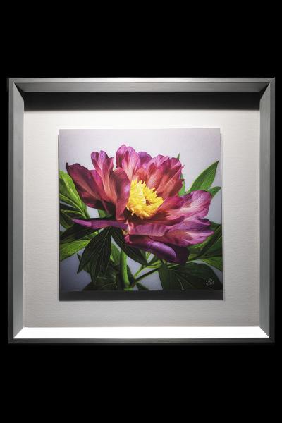 Julia Rose Peony Framed