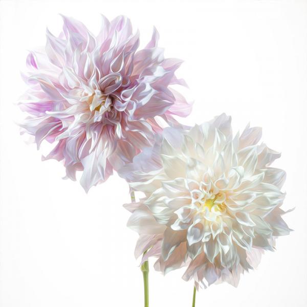 Dahlia Duo picture