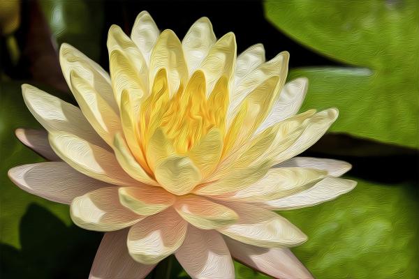 Munkala Ubon Water Lily picture