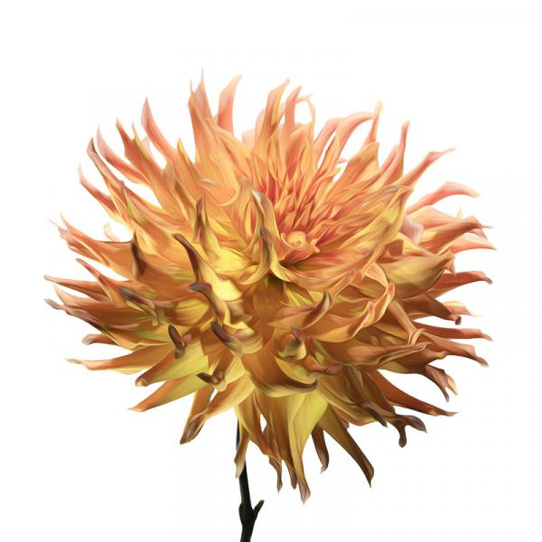 Orange Dahlia picture