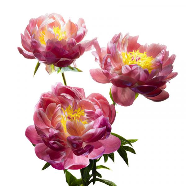 Pink Peony Trio