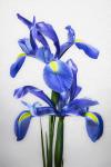 Purple Iris Duo Vertical