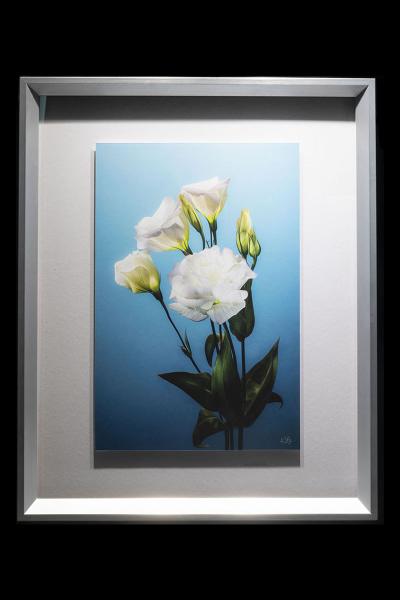 Lizianthus Framed picture