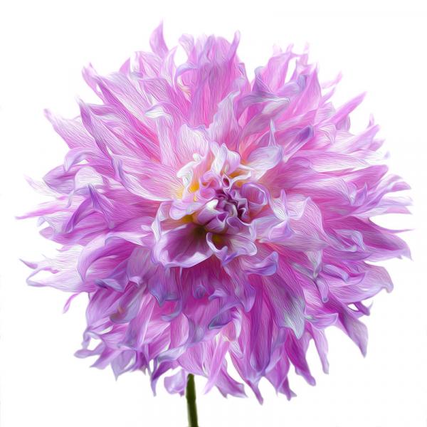 Elsie Huston Dahlia