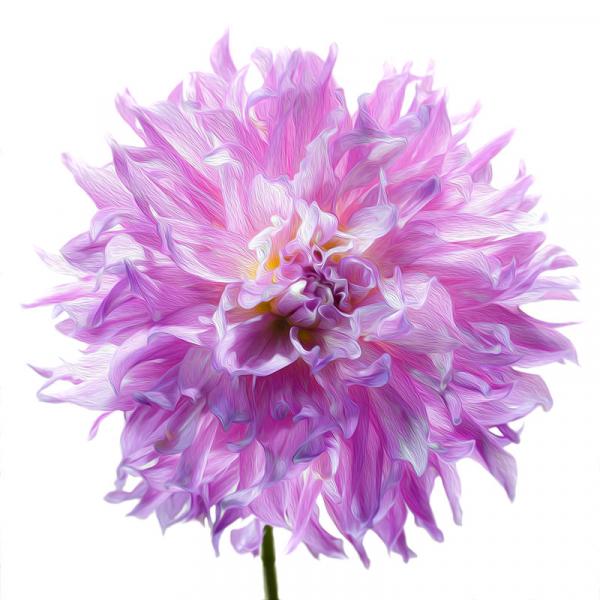 Elsie Huston Dahlia picture