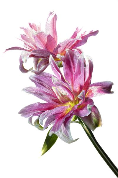 Pink Lily Duo Vertical