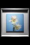 Bride's Blush Protea Framed