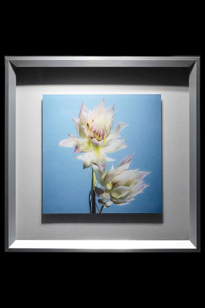 Bride's Blush Protea Framed picture