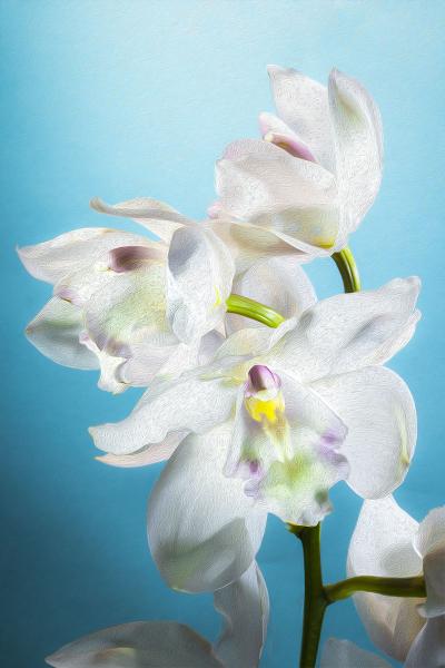 White Cymbidium Orchid Vertical picture