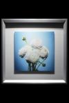 Ranunculus Framed