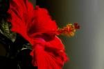 Red Hibiscus