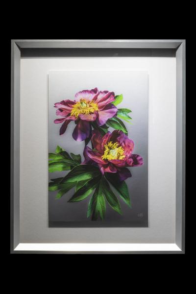 Julia Rose Peony Framed