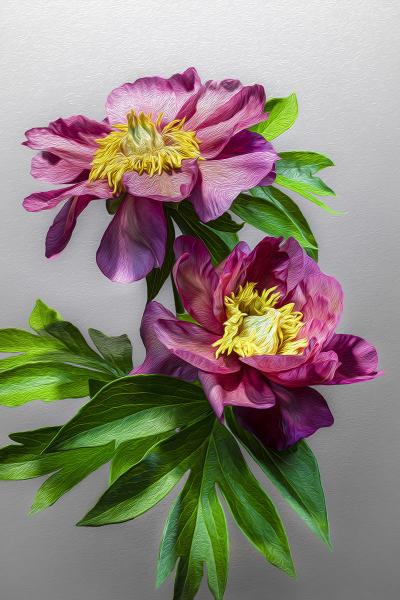 Julia Rose Peony Duo