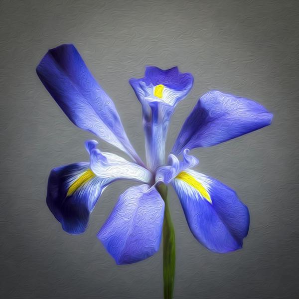 Purple Iris picture