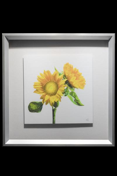 Yellow Sunflower Duo Framed