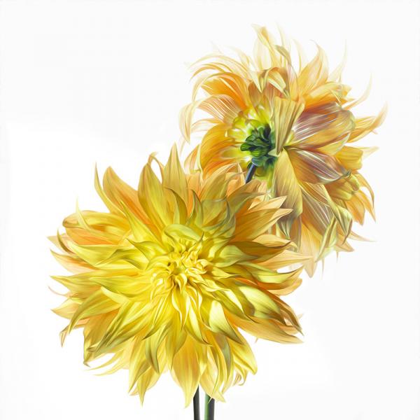 Bonaventure Dahlia Duo picture