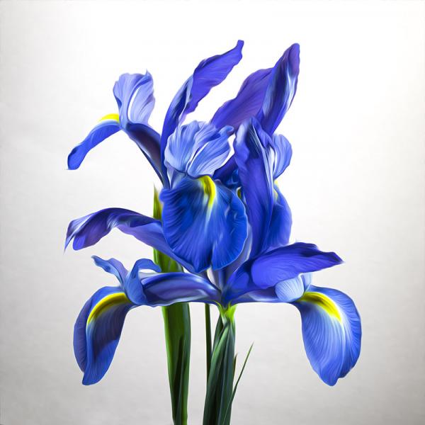 Purple Iris Duo Square