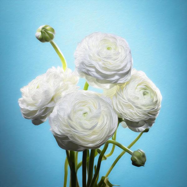 Ranunculus Quartet picture