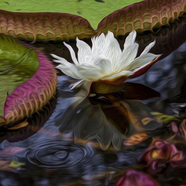 Victoria Water Lily picture