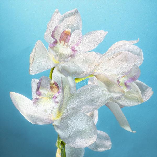 White Cymbidium Orchid Trio picture