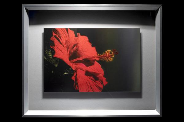 Red Hibiscus picture