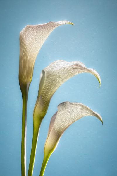 Triple Calla Lily