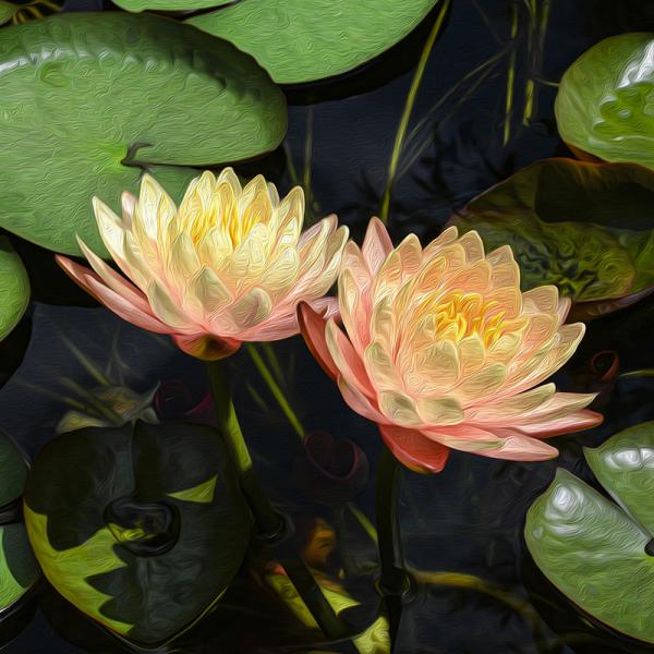 Munkala Ubon Water Lily Duo picture