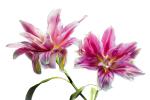 Pink Lily Duo Horizontal