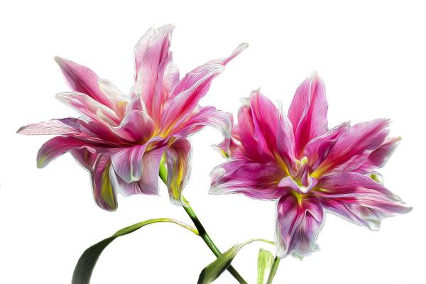 Pink Lily Duo Horizontal